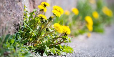 Roste opravdu téměř všude, nicméně k jejímu sběru volte co nejméně frekventovaná místa – na nich bude nejčistší.