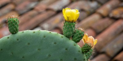 Kaktusy vyžadují slunné a teplé místo, ideální je to na parapetu .