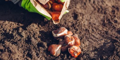 Cibulky tulipánů vysypané na hromádku v hlíně