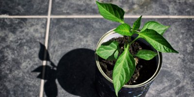 Zdravá sazenice papriky má silný, rovný stonek a plno listů.