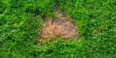 Suchá skvrna v jinak zeleném trávníku