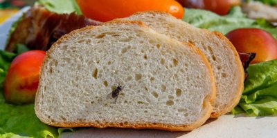 Moucha sedí na krajíci chleba