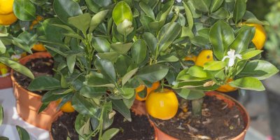 Citrusům se bude dařit na jižní straně.