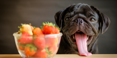 Mops se dívá s vyplazeným jazykem na mísu s jahodami