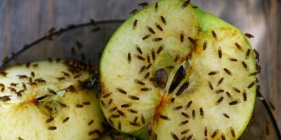 Vinné mušky na jablku