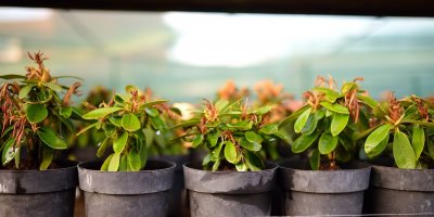 Sazejí se třeba rododendrony.