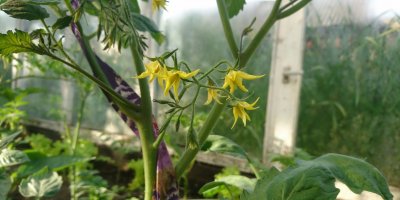 Květ rajčete, na jehož místě se po odkvetení objeví plody.