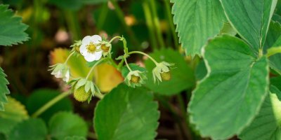 Jahody odkvétají a začínají jim růst a sílit plody.