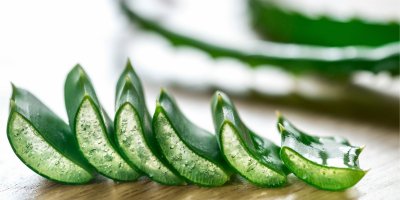 Aloe je nenáročnou rostlinou, kterou zvládnou pěstovat i začátečníci a její léčivý gel ocení doma každý.