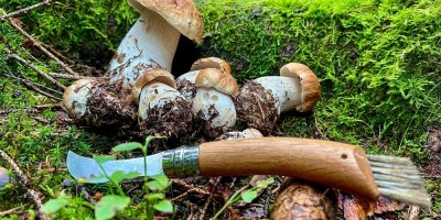 Houbařský nůž a plodnice hřibu smrkového v lese