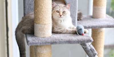 Kočky ocení přístup na vyvýšená místa, dopřejte jim jich v bytě co nejvíce.