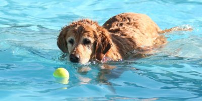 Psi se potřebují ochladit.