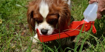 Vodu musí mít pes dostupnou za všech okolností.