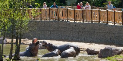 Hroši v zoo se koupají v jezírku