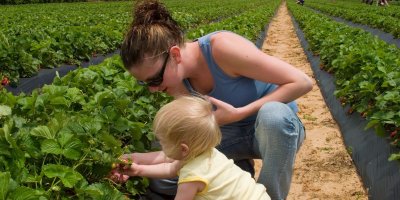 Na jahody můžete vyrazit i s dětmi.