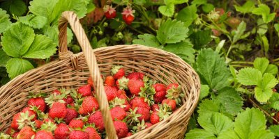 Jahody jsou nejoblíbenějším ovocem léta.
