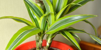 Dracena se hodí na tmavší místa.