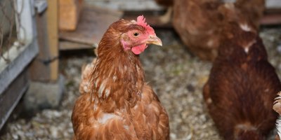 Spokojená slepice se vám odmění zdravými vajíčky.