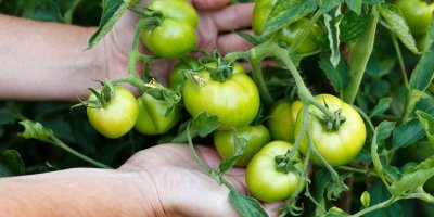 Muž má v rukou zelená nezralá rajčata