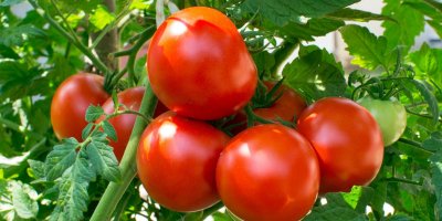 Zralé plody rajčat na keříku