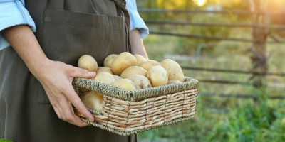 Žena držící proutěný koš se syrovými nasbíranými bramborami na poli