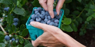 Není nad to natrhat si čerstvé plody přímo na zahrádce nebo na balkoně!