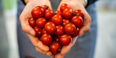 Dlaně plné rajčat ve tvaru srdce