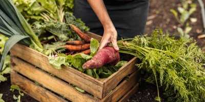 Muž dává do bedny tuřín