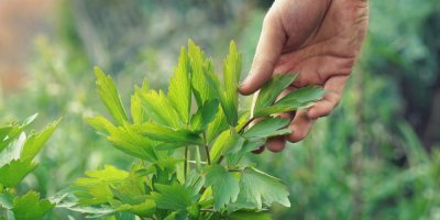 Muž drží v ruce list libečku, který roste na záhonu