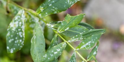 Plod stromu s chorobným, bílým povlakem v důsledku nákazy padlím