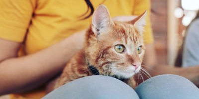 Žena hladící rezavou kočku, která jí leží na nohách