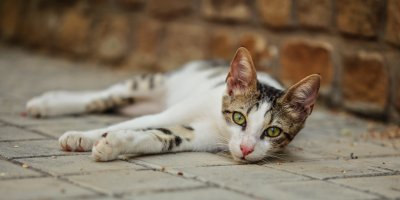 Hnědobílá kočka ležící na dlažbě na ulici