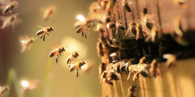 Včely létající kolem včelího úlu