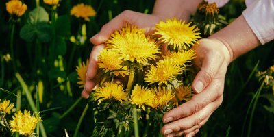 Žena objímá rostoucí pampelišky