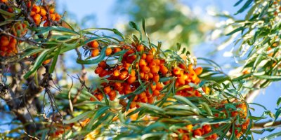 Větve rakytníku obsypané jeho plody