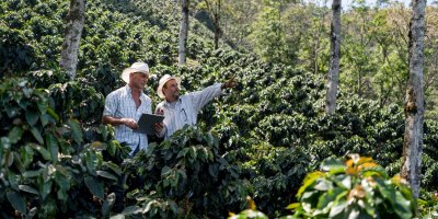 Dva muži v košilích a kloboucích uprostřed kávové plantáže