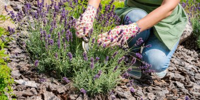 Žena stříhá keřík levandule, má barevné pracovní rukavice