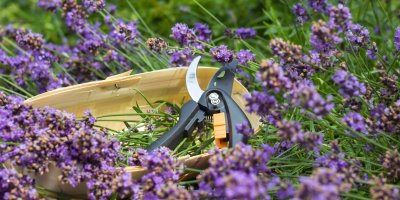 Ostříhaná levandule, zahradnické nůžky
