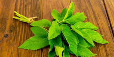 Svazek listů bršlice ležící na stole