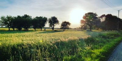 Louka, stromy a slunce