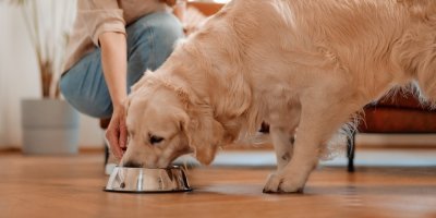 Pes se krmí z misky