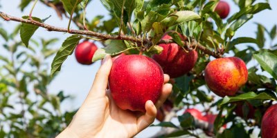 Člověk trhá zralé červené jablko ze stromu