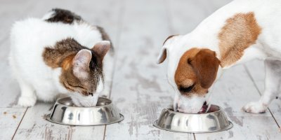 Pes a kočka jedí krmivo z misek