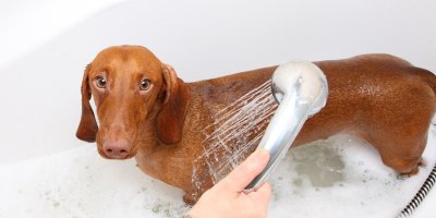 Člověk sprchuje jezevčíka