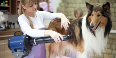 Žena fénuje border kolii