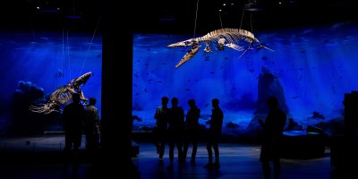 Dinosauria Museum Prague 