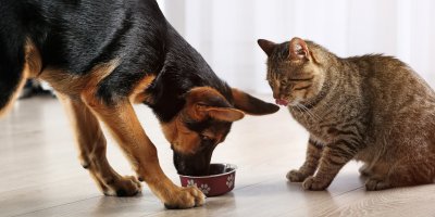Kočka a pes jedí krmivo z misky