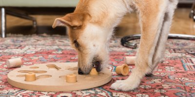 Pes se snaží poskládat dřevěný hlavolam