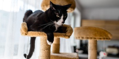 Černá kočka sedí na vysokém škrabadle