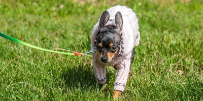 Trpasličí pinč v teplém vánočním oblečení